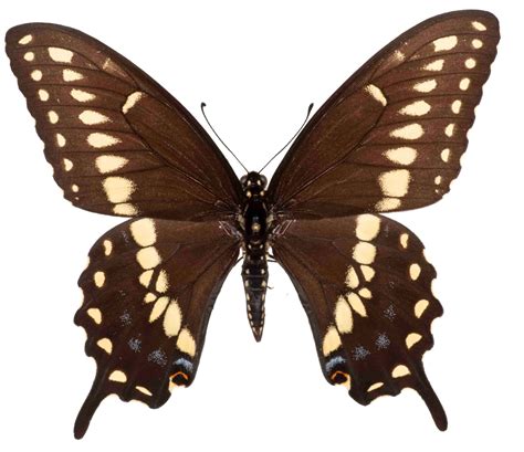 Papilio-polyxenes-Male-Dorsal-2 – Nebraska Lepidoptera: A Guide to ...