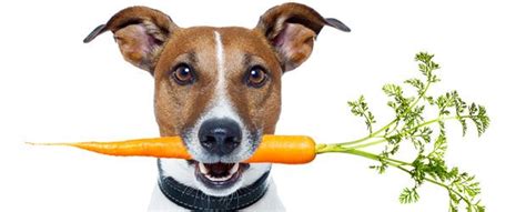 Vegetarian Dog Food - The Health Benefits | The Munch Zone