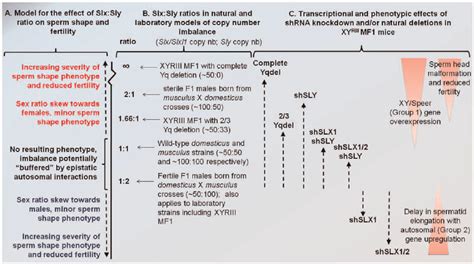 Model Comparing Slx Sly Copy Number Imbalance In Natural And Laboratory