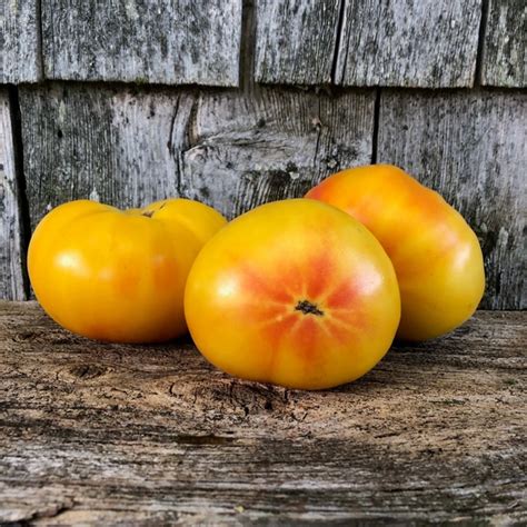 Giant Golden Jubilee Tomato Seeds Rare Tomato Seeds Heirloom Tomato