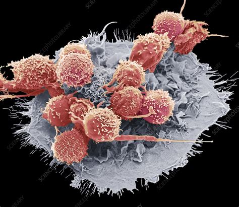 Macrophage And T Cells Sem Stock Image C Science Photo