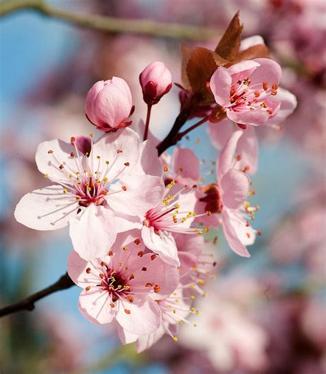 Flowering Plum Tree Blossoms Flowers Photography Flowering Plum Tree Pretty Flowers