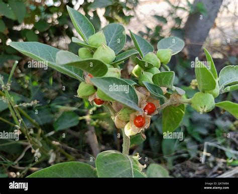 Ashwagandha Green Plants Growing In Garden Withania Somnifera Leaves Indian Ginseng Poison