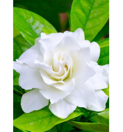 Gardenia Fragrance Oil