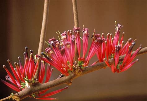 Introduction to Parasitic Flowering Plants