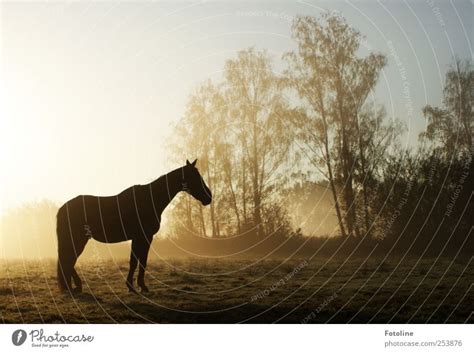 Giddap! Environment Nature - a Royalty Free Stock Photo from Photocase