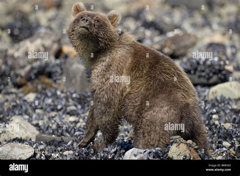 USA Alaska Glacier Bay National Park Brown Grizzly Bear Sow And Cub