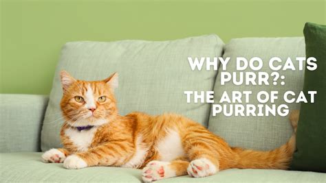 Why Do Cats Purr The Art Of Cat Purring Freshwhisker