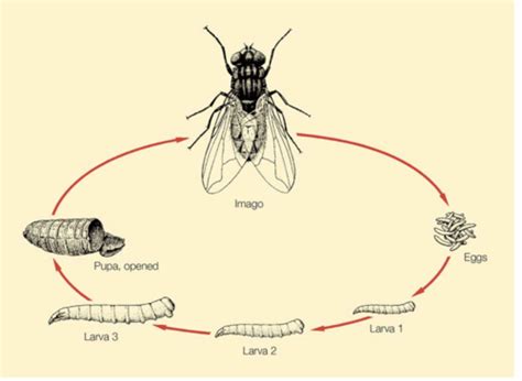 L Flies And Myiasis Flashcards Quizlet