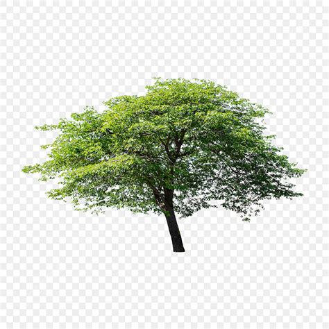 Isolated Tree Hd Transparent Isolated Tree On White Background Tree