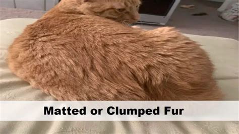 Matted Fur Clumps On Cats Top 7 Causes And Solutions Guided Pet