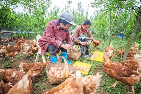 贵州毕节：林下生态养鸡助力乡村振兴 人民图片网