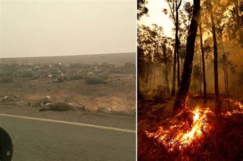 Instagram Model Raises 230k For Australian Wildfires Fund By Selling