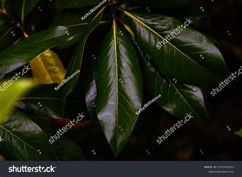 Close Photography Magnolia Grandiflora Leaf Magnolia Stock Photo 2167431633 | Shutterstock