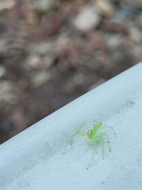 Lyssomanes Viridis Magnolia Green Jumper Usa Spiders