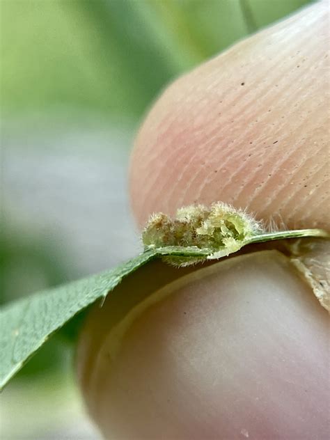 Maryland Biodiversity View Thumbnails Ash Bead Gall Mite Aceria