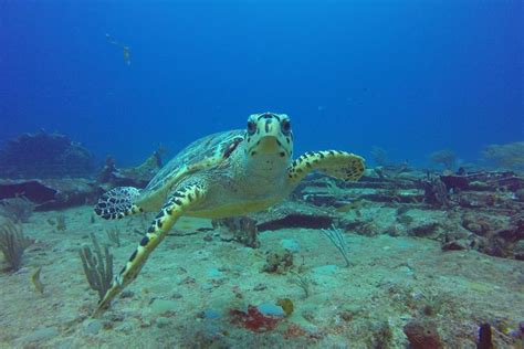 Half Day Snorkeling Excursion At Creole Rock From St Martin Explore