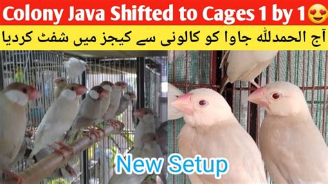 New Setup Of Fawn Java Colony Java Shifted To Cage By Cage Rana