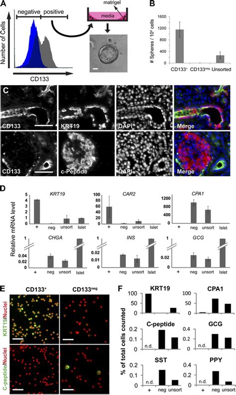 Figures And Data In Expansion And Conversion Of Human Pancreatic Ductal