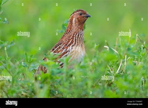 Common Quail Coturnix Coturnix Adult Male Standing In An Alfalfa