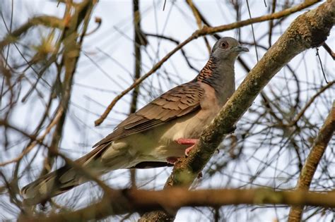 Bar Shouldered Dove Zoochat