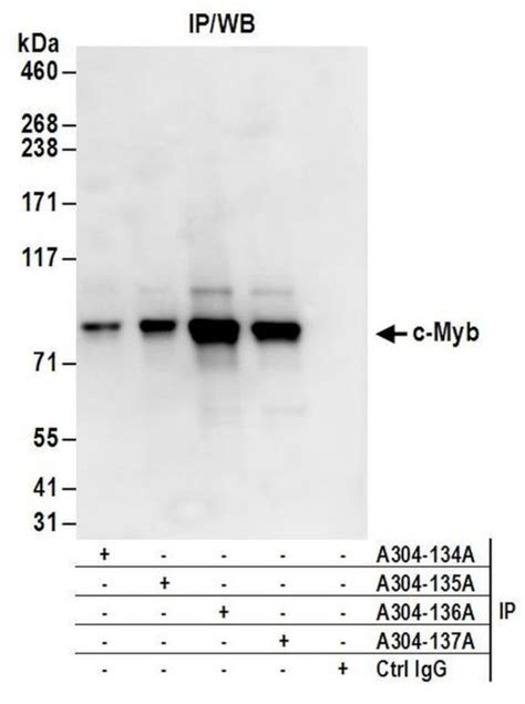 C Myb Polyclonal Antibody A304 137a