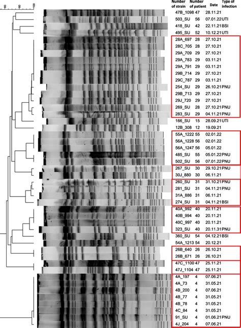 The Results Of Pulsed Field Gel Electrophoresis Pfge K Pneumoniae