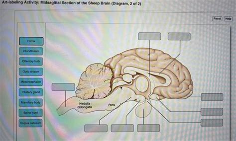 Solved Art Labeling Activity Midsagittal Section Of The Chegg