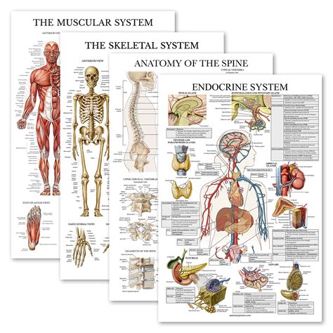 Buy 4 Pack Anatomical Poster Set Laminated Muscular Skeletal