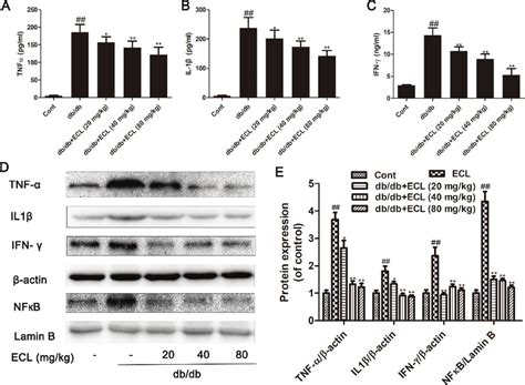 Ecl Suppresses Inflammation In Dbdb Mice Cardiac Tnf α A Il 1β