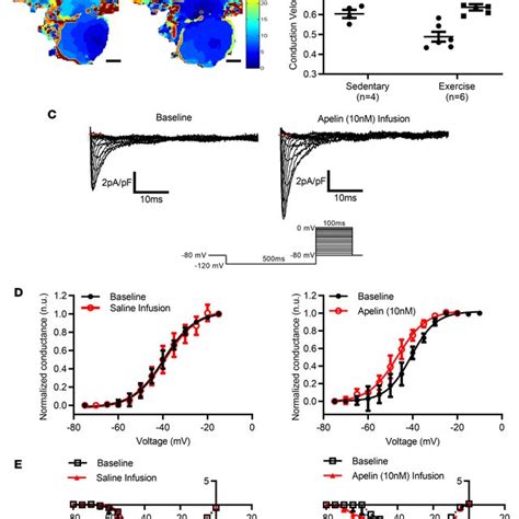 Direct Functional Effects Of PYR Apelin 13 On Atrial Electrophysiology