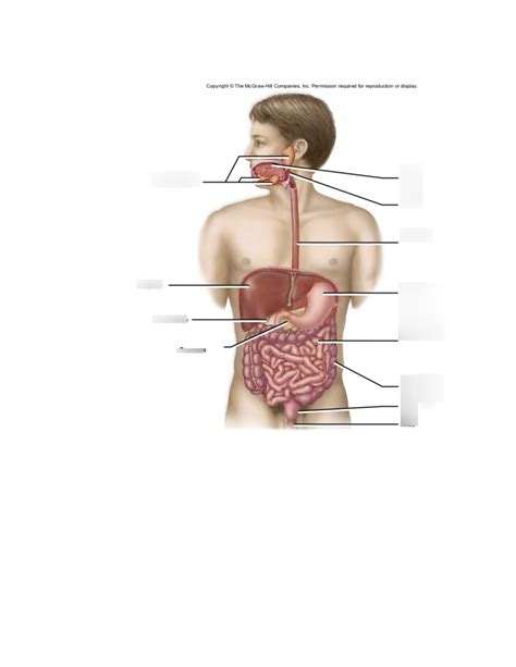 Digestion Diagram Quizlet