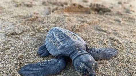 Liberan M S De Tortugas Lora En Agua Dulce