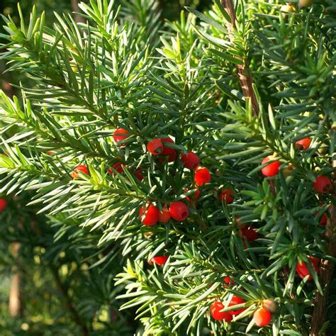 Becher Eiben G Nstig Kaufen Taxus Hicksii Eibenhecke Immergr N