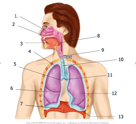 Respiratory Flashcards Quizlet