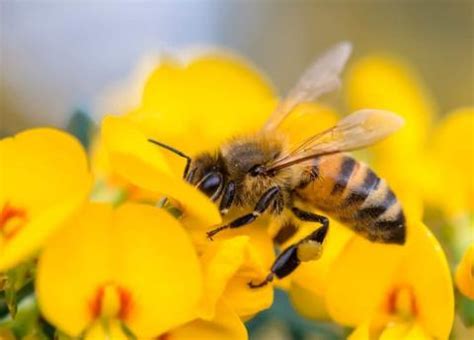 ABEJAS EN PELIGRO DE EXTINCIÓN