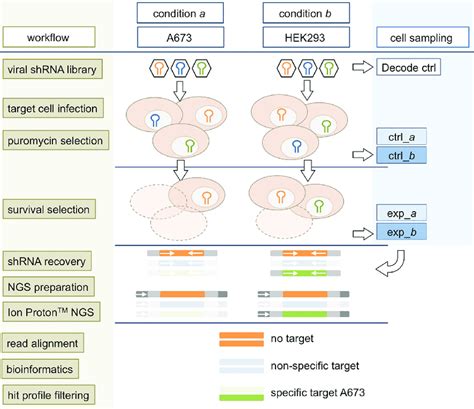 General Design And Workflow Of The Pooled Shrna Screen Collected