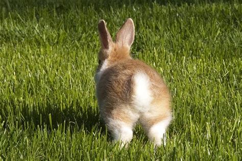 Weakness in Rabbits - Symptoms, Causes, Diagnosis, Treatment, Recovery, Management, Cost