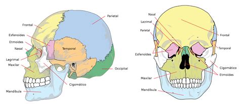 Huesos Del Cr Neo
