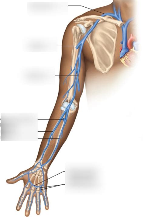 Lab Quiz Arm Veins Diagram Quizlet