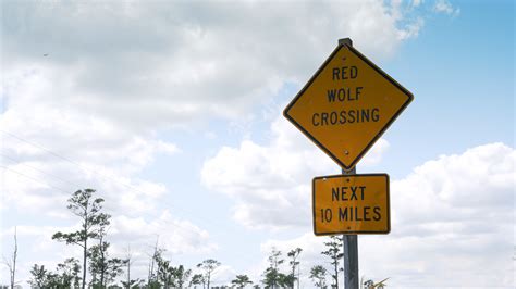 Building Safe Passage For Animals Along North Carolinas I 40