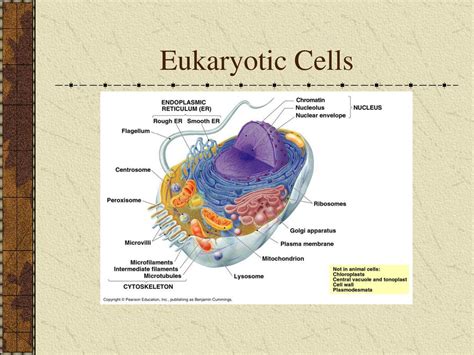 The Cell. - ppt download