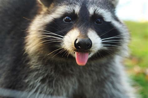 North American Raccoons Jimmys Farm Zoo And Wildlife Park