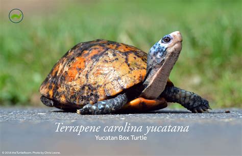 Terrapene Carolina Yucatana Yucutan Box Turtle Postertheturtleroom