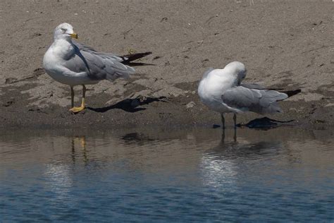 Ring Billed Gull Driftwood Key Hansville Kitsap Flickr