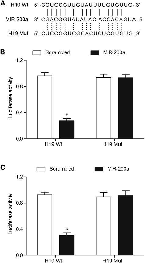 Identifying Involvement Of H19 Mir 675 3p Igf1r And H19 Mir 200a Pdcd4