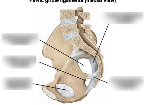 Pelvic Girdle Ligaments Medial View Diagram Quizlet