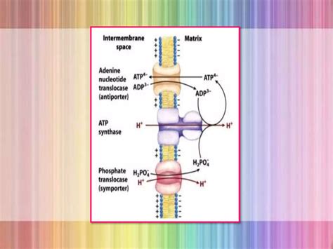 Oxidative Phosphorylation Ppt