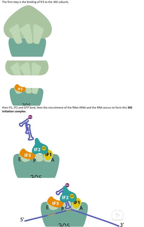 Mit 分子生物学 Part3 47 Bacterial Translational Regulationpart 1 哔哩哔哩