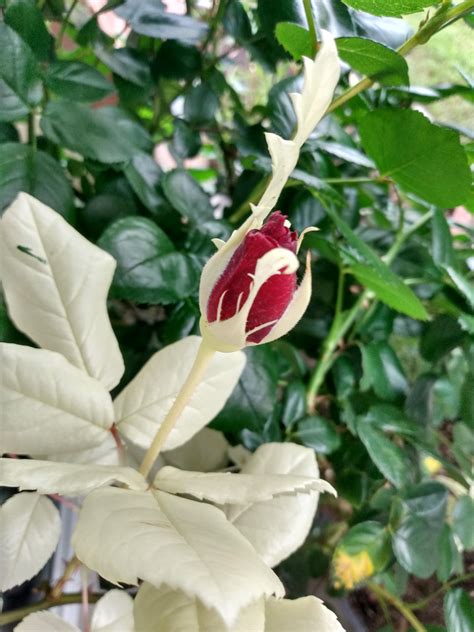 Albino Rose Update Rgardening